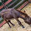 Disneyland Big Thunder Mountain Ranch Reindeer Roundup photo, December 2012