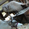 Big Thunder Mountain Ranch Reindeer Roundup, December 2009