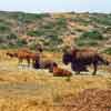 Buffalo on Catalina Island June 2004