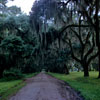 Road to Charleston, South Carolina, 1950's photo