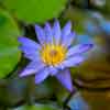 Chateau Marmont flowers in pond near cottages near cottages, May 2017