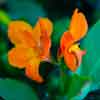 Chateau Marmont flowers in pond near cottages near cottages, May 2017