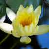 Chateau Marmont flowers in pond near cottages near cottages, May 2017