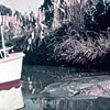 Encyclopaedia Britannic Disneyland Adventureland photo