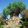 WDW Animal Kingdom January 2010