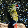 WDW Animal Kingdom photo, January 2010