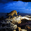 Grand Canyon Diorama, August 2008