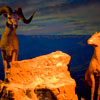 Grand Canyon Diorama, June 2008