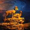 Disneyland Grand Canyon Diorama April 2012