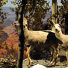 Grand Canyon Diorama, October 2010