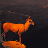 Grand Canyon Diorama, October 2010