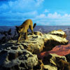 Grand Canyon Diorama, September 2008