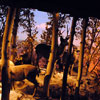 Grand Canyon Diorama, November 2009