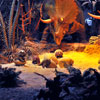 Disneyland Primeval World Diorama February 2012