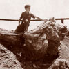 Loading of Disneyland Petrified Tree Stump