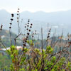 Runyon Canyon March 2012