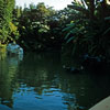 Jungle Cruise photo, 1950s