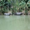 Disneyland Jungle Cruise photo, May 1960