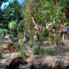 Jungle Cruise African Veldt photo, July 2012