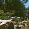 Disneyland Jungle Cruise African Veldt July 1971