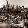 Disneyland Jungle Cruise African Veldt, August 14, 1964