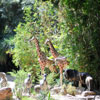 Jungle Cruise African Veldt, September 2008