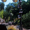 Jungle Cruise trapped safari, September 1965