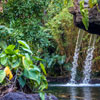 Disneyland Jungle Cruise back side of water January 2013