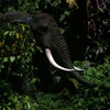 Disneyland African Bull Elephant, August 29, 1965