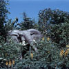 Disneyland African Bull Elephant 1958