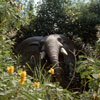 Disneyland Jungle Cruise African Bull Elephant, May 1960