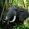 Disneyland Jungle Cruise African Bull Elephant, June 2008