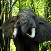 Disneyland Jungle Cruise African Bull Elephant, June 2008