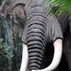 Disneyland Jungle Cruise African Bull Elephant February 2010