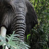 Disneyland Jungle Cruise African Bull Elephant February 2010