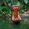 Hippos on the Jungle Cruise May 2015