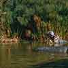 Disneyland Jungle Cruise Hippo pool  September 1958