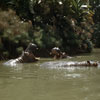 Jungle Cruise at Disneyland hippo pool photo, May 1960