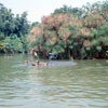 Jungle Cruise at Disneyland hippo pool photo, May 1960