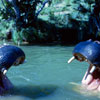 Disneyland Jungle Cruise photo, 1962