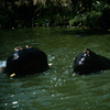 Jungle Cruise, July 1962