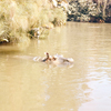 Jungle Cruise, July 1960