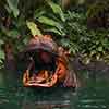 Hippos on the Jungle Cruise October 2007