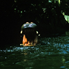 Jungle Cruise, September 1965