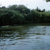 Disneyland Hippo pool photo, Summer 1955