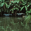 Jungle Cruise, September 1961