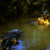 Jungle Cruise Hippos, undated