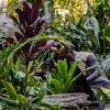 Disneyland Jungle Cruise native area photo, January 2013