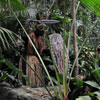 Disneyland Jungle Cruise native area photo, February 2011