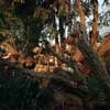 Disneyland Jungle Cruise Natives photo, 1959